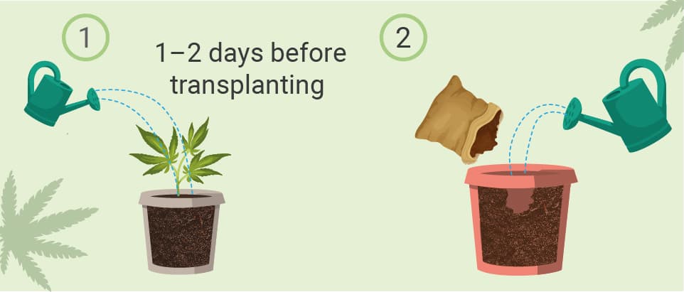 HOW TO TRANSPLANT CANNABIS
