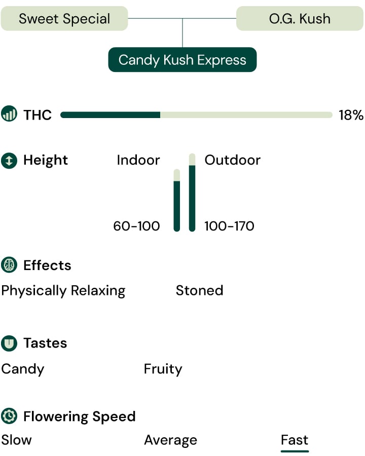 Candy Kush Express Strain Characteristics