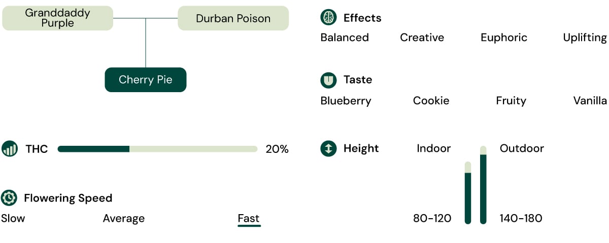 Cherry Pie Strain Characteristics