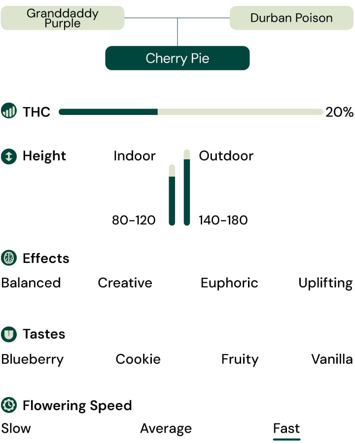 Cherry Pie Strain Characteristics