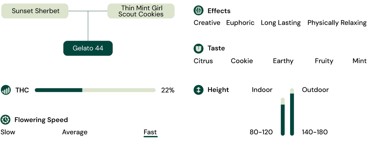 Gelato 44 Strain Characteristics