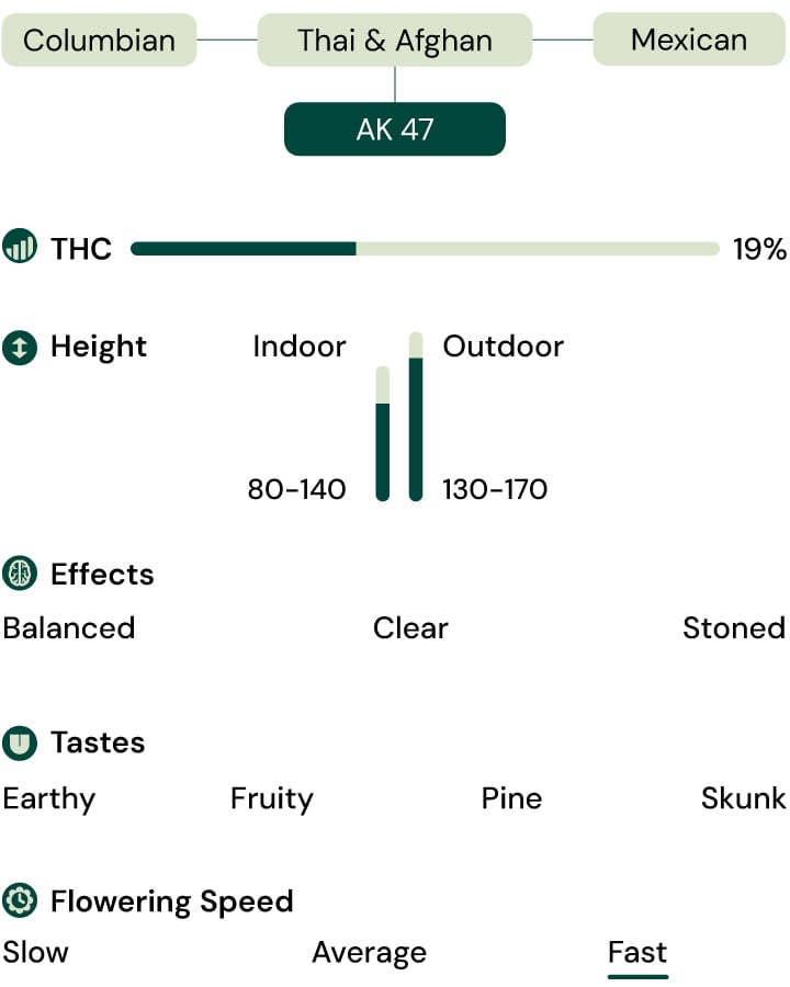 Royal AK (AK-47) Strain Characteristics Royal AK (AK-47) Strain Characteristics