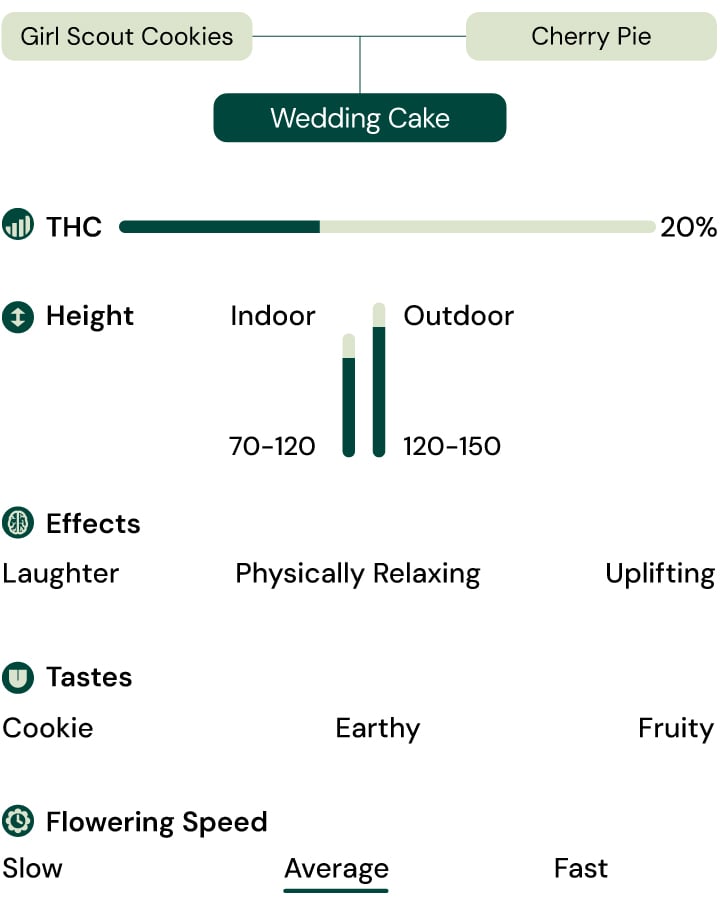 Wedding Cake Strain Infographic Hybrid cannabis from Girl Scout Cookies and Cherry Pie with 20% THC, relaxing and uplifting effects, and sweet earthy cookie flavor.