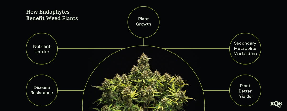 How Endophytes Benefit Weed Plants A diagram of a marijuana plant surrounded by four circles showing endophyte benefits: faster growth, better nutrient uptake, disease resistance, and increased medicinal compound production.