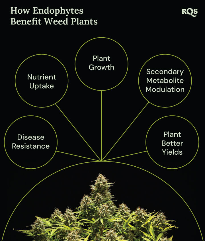 How Endophytes Benefit Weed Plants A diagram of a marijuana plant surrounded by four circles showing endophyte benefits: faster growth, better nutrient uptake, disease resistance, and increased medicinal compound production.