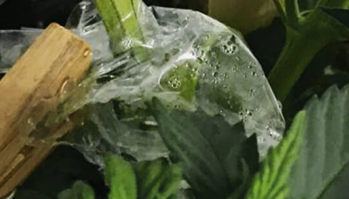 Cannabis graft covered with transparent film to maintain humidity around the stem union.