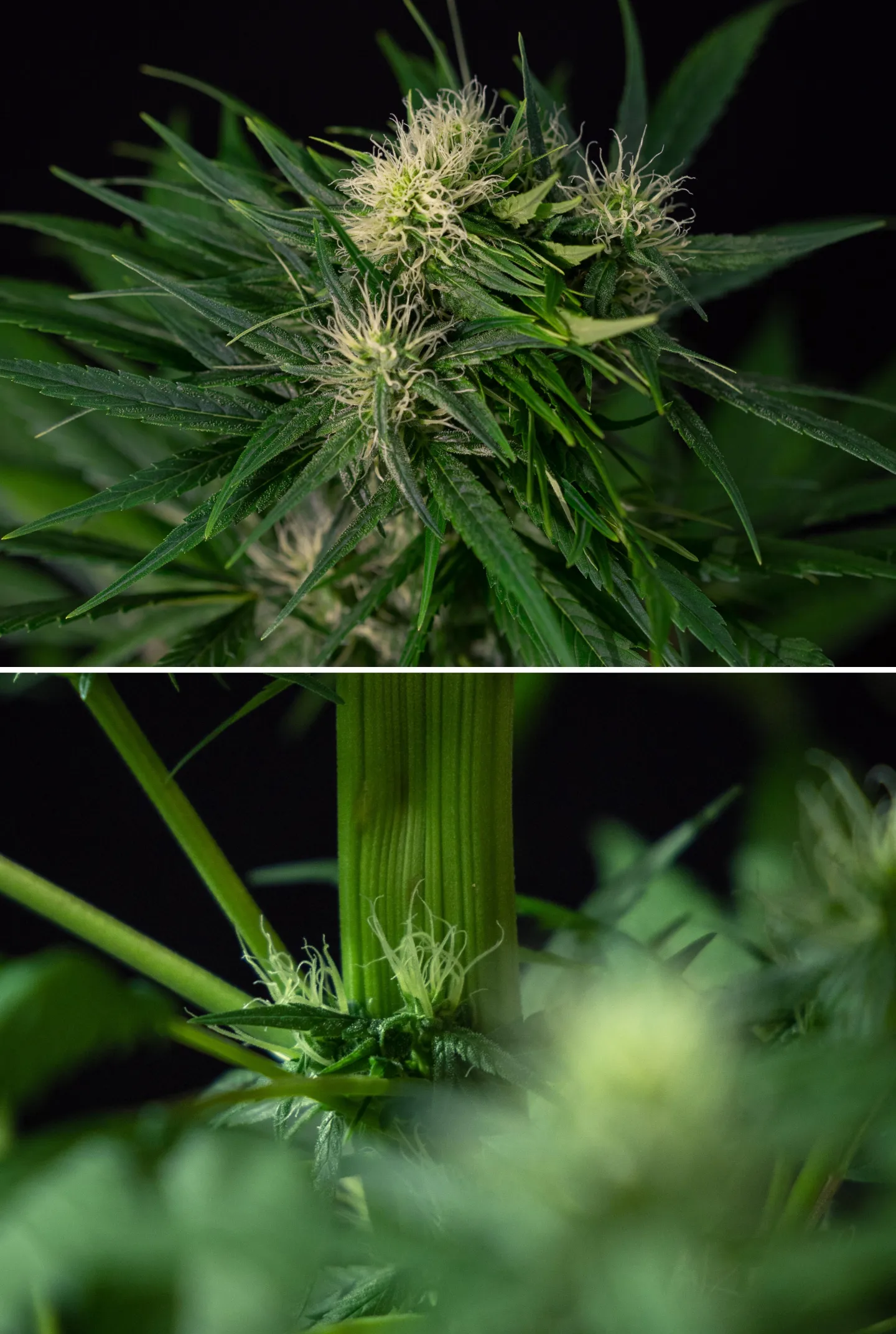 Close-up of a cannabis fasciation mutation showing abnormal flattened stem growth and clustered flowering sites with white pistils, illustrating one of the most common cannabis mutations.