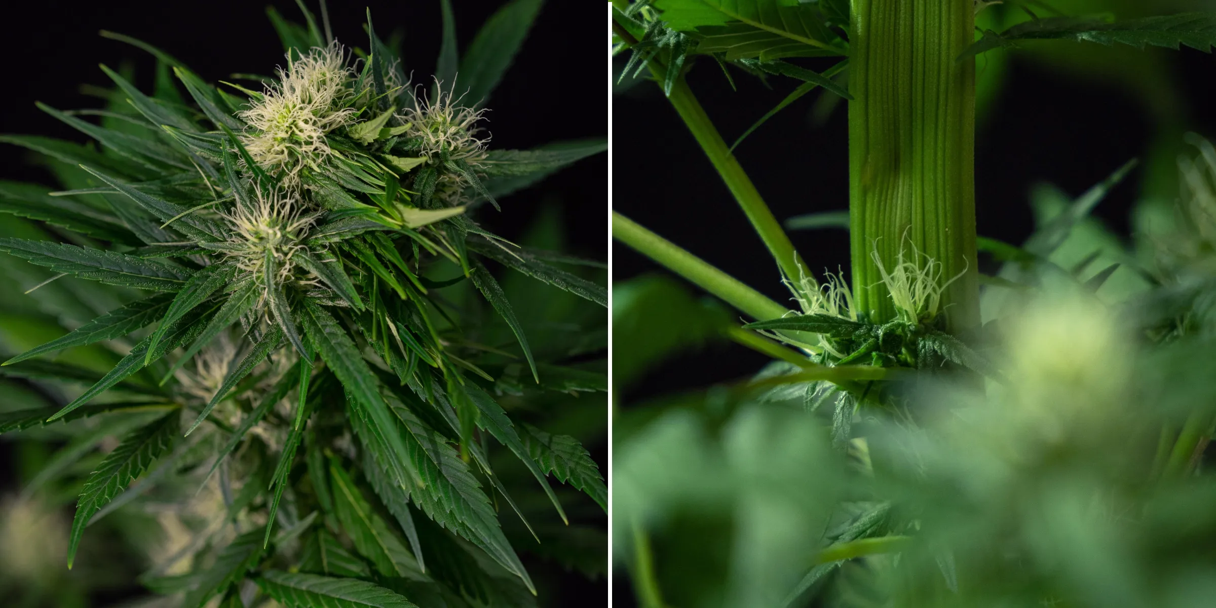 Close-up of a cannabis fasciation mutation showing abnormal flattened stem growth and clustered flowering sites with white pistils, illustrating one of the most common cannabis mutations.
