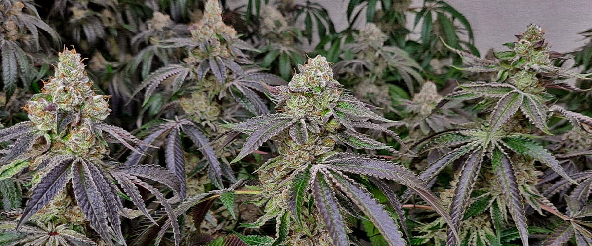 Mature cannabis clones heavy trichome covered buds faster harvest Dense frosty cannabis buds from clones showing faster flowering and shorter vegetative phase compared to seed grown plants ready for harvest