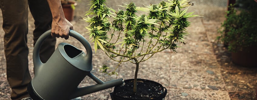 Do Feminised Cannabis Seeds Need Nutrients?