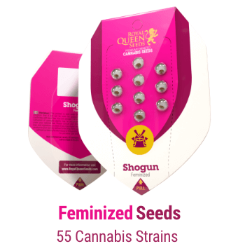 feminised-cannabis-seeds