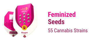 feminised-cannabis-seeds