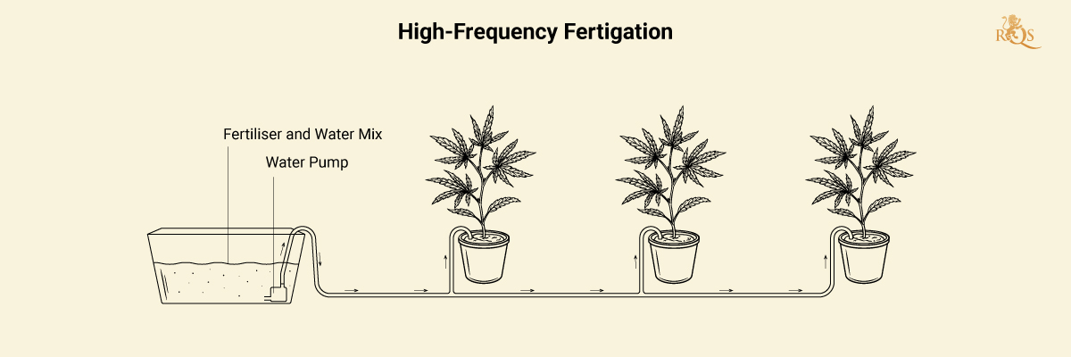 Fertigation in Cannabis