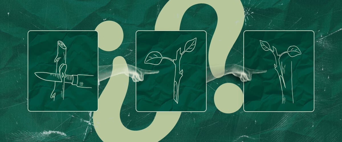 Is Cannabis Grafting Worth It? Weighing the Pros and Cons Wondering if cannabis grafting is worth the effort? Consider the potential benefits and drawbacks of this technique for your cannabis cultivation. Make an informed decision.