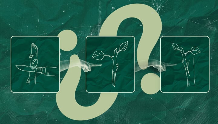 Is Cannabis Grafting Worth It? Weighing the Pros and Cons Wondering if cannabis grafting is worth the effort? Consider the potential benefits and drawbacks of this technique for your cannabis cultivation. Make an informed decision.