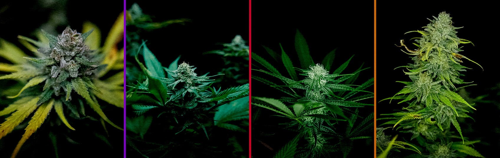 An illustration of a Royal AK cannabis plant in the flowering phase, showing dense buds and trichomes with a green background, guiding growers through the bloom optimization process.