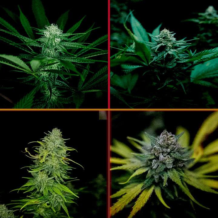 An illustration of a Royal AK cannabis plant in the flowering phase, showing dense buds and trichomes with a green background, guiding growers through the bloom optimization process.