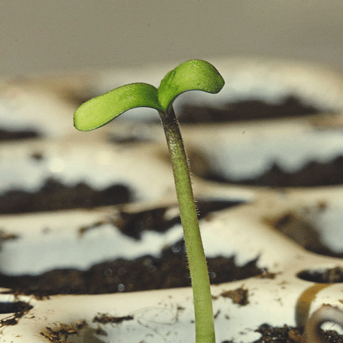 The image depicts a healthy 1-week-old seedling in the vegetative phase of growth, showcasing its short stem and two rounded cotyledons. The seedling is preparing to produce true leaves and develop fan leaves, essential for photosynthesis. This stage marks the beginning of explosive growth as the plant matures and expands its root system.