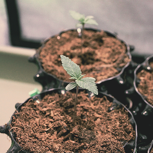 The image depicts a vibrant 2-week-old cannabis seedling in the vegetative phase, showcasing its developing true leaves and robust growth. This young plant is entering a stage of rapid expansion, with an increasing number of fan leaves essential for photosynthesis and overall health as it prepares for further maturation.