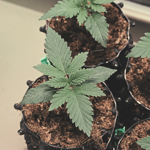 The image shows a healthy 3-week-old cannabis seedling in the vegetative phase, featuring several developed true leaves and a sturdy stem. The plant is experiencing rapid growth, with an increasing number of fan leaves that play a crucial role in photosynthesis, indicating its progression towards a robust and mature structure as it prepares for the next stages of development.