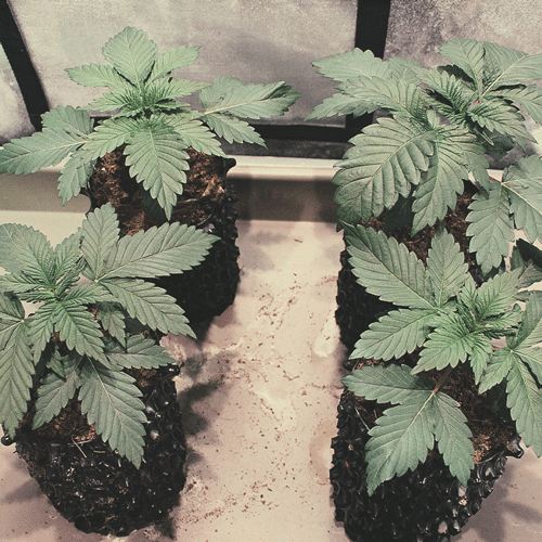 The image depicts a thriving 4-week-old cannabis seedling in the vegetative phase, showcasing a robust main stem and an abundance of healthy, lush green fan leaves. The plant demonstrates significant growth, with well-developed true leaves that facilitate photosynthesis, indicating its continued maturation and preparation for the upcoming flowering stage. The seedling's overall health and vitality reflect its successful progression through this critical phase of growth.