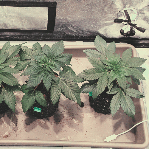 The image shows a vibrant 5-week-old cannabis seedling in the vegetative phase, characterized by a sturdy main stem and an extensive canopy of healthy fan leaves. The plant exhibits significant growth, with numerous true leaves that enhance its capacity for photosynthesis. This stage reflects the seedling's vigorous development, indicating it is well on its way to becoming a robust cannabis plant as it prepares for the upcoming transition to the flowering stage.