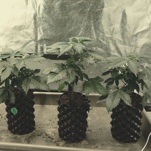 The image depicts a robust 6-week-old cannabis seedling in the vegetative phase, showcasing a strong main stem and a dense canopy of healthy fan leaves. The plant has developed numerous true leaves, enhancing its ability to photosynthesize effectively. This stage illustrates significant growth and vitality, indicating that the seedling is thriving and preparing for its eventual transition to the flowering phase of its growth cycle.