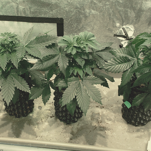 The image shows a cannabis plant at 7 weeks of growth during the vegetative phase. The plant displays a strong and tall main stem, with abundant fan leaves that are crucial for photosynthesis. The foliage is dense and vibrant, indicating healthy and vigorous growth. At this stage, the plant is well-established, with significant vertical and lateral expansion, preparing for the upcoming transition to the flowering phase. The vegetative phase is essential for building the plant's structure before flowering begins.