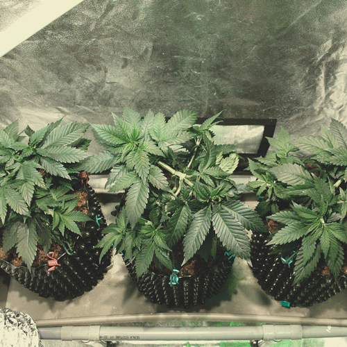 The image shows a cannabis plant at 8 weeks of growth during the vegetative phase. The plant is fully developed with a sturdy main stem and large, healthy fan leaves spread across its branches. At this stage, the plant exhibits significant vertical and lateral growth, preparing for the transition to the flowering phase. The dense foliage reflects a well-nourished plant that has benefited from optimal light, nutrients, and space for root expansion during this critical period of the growing cycle.