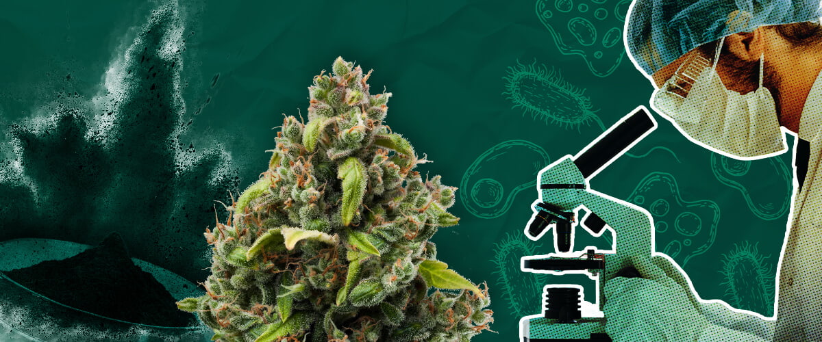 The Future of Cannabis Biostimulants: Innovations & Predictions Explore the exciting future of cannabis biostimulants, including expected innovations, research trends, and their potential impact on cultivation practices and yields.