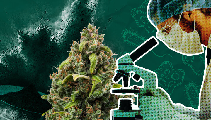 The Future of Cannabis Biostimulants: Innovations & Predictions Explore the exciting future of cannabis biostimulants, including expected innovations, research trends, and their potential impact on cultivation practices and yields.