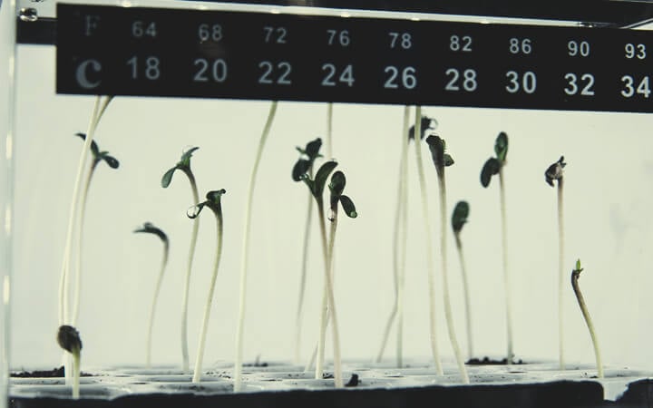 GERMINATION METHODS