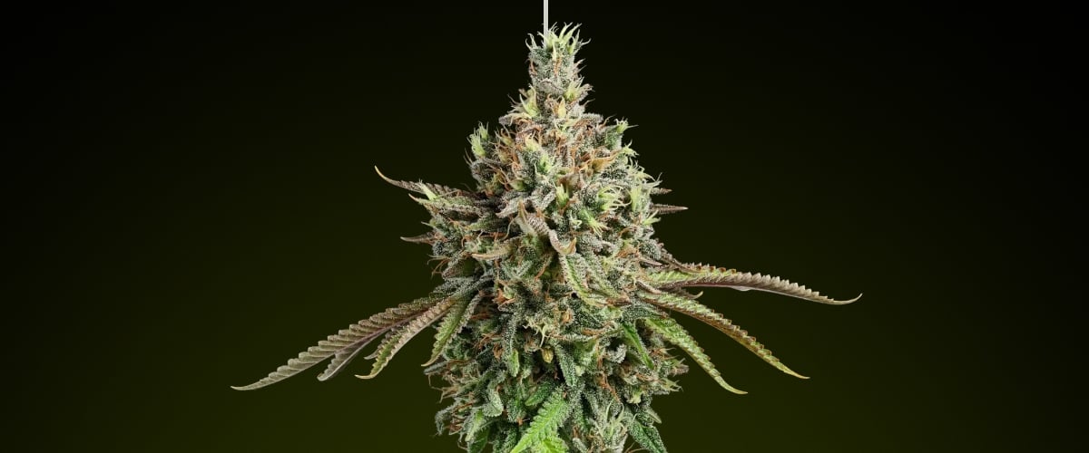 Girl Scout Cookies cannabis bud with frosty trichomes and earthy tones, known for its sweet flavour and balanced hybrid effects ideal for rich edibles