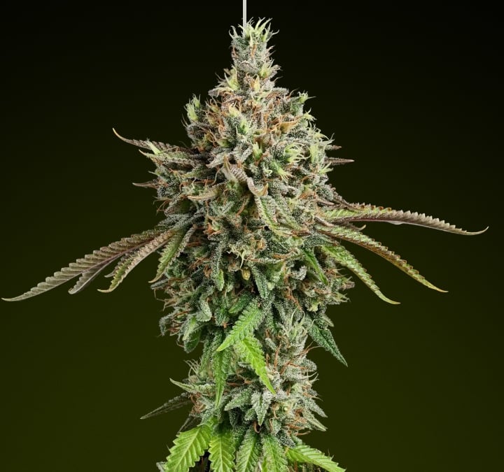 Girl Scout Cookies cannabis bud with frosty trichomes and earthy tones, known for its sweet flavour and balanced hybrid effects ideal for rich edibles