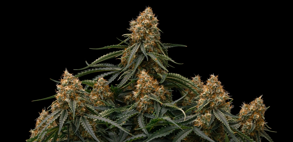 Gaia F1
