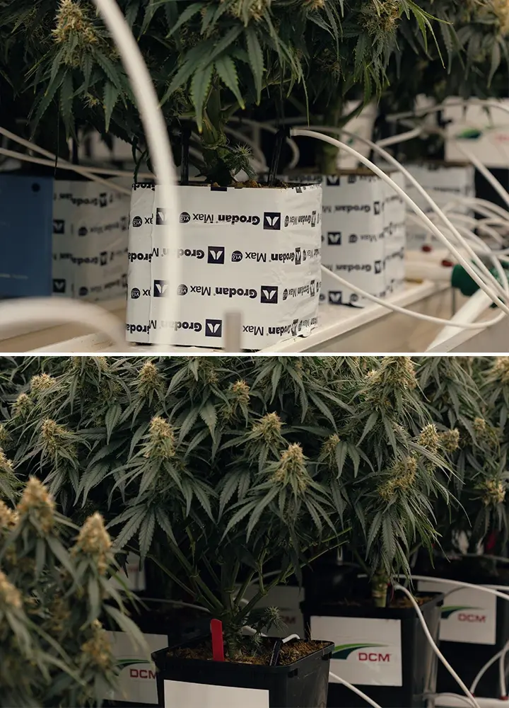 Controlled drought setup testing Gaia F1’s response to water stress and cannabinoid changes.