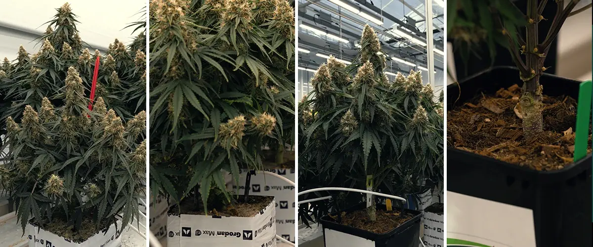 Comparison of Rockwool and Coco substrates, showing a plant rooted in green Rockwool and a circular Coco disc, tested for growth.