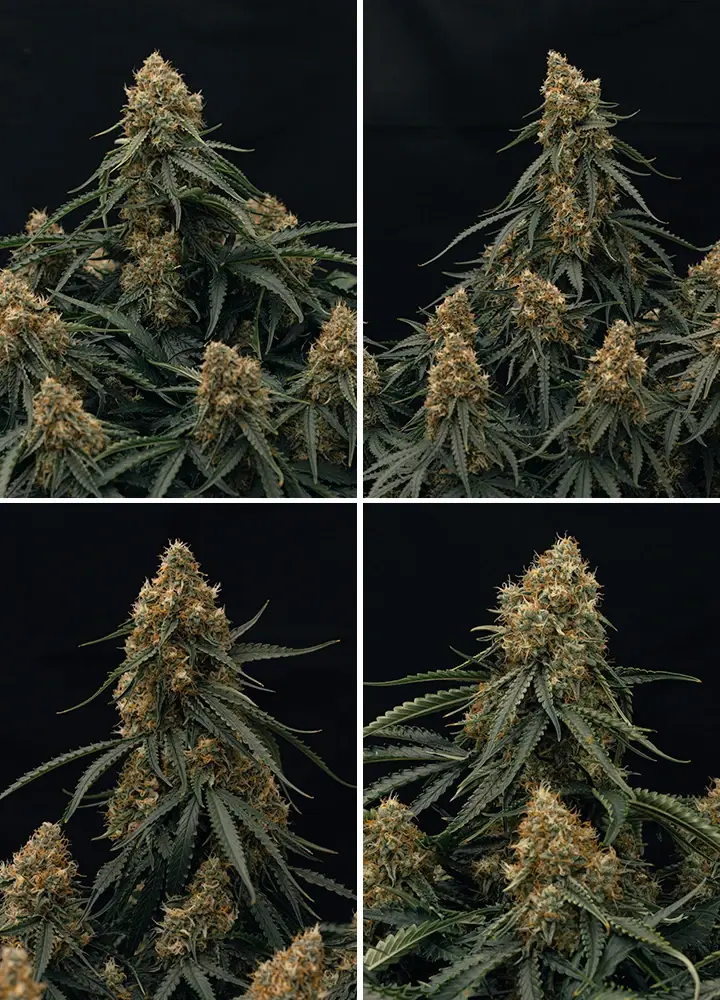 Close up of the hybrid Gaia F1