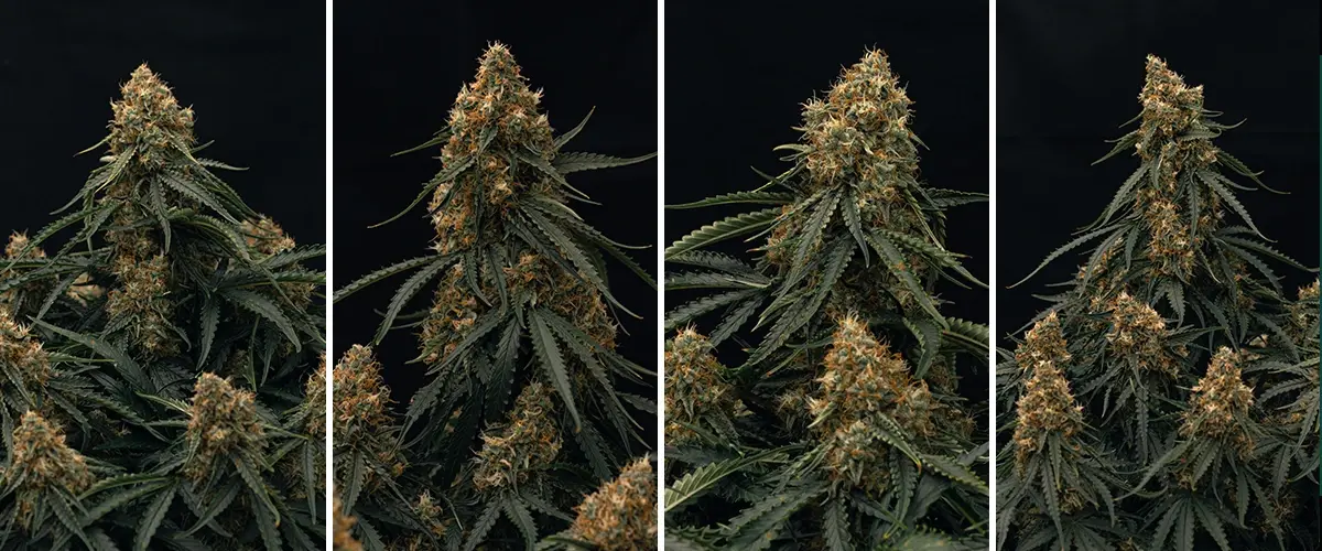 Close up of the hybrid Gaia F1
