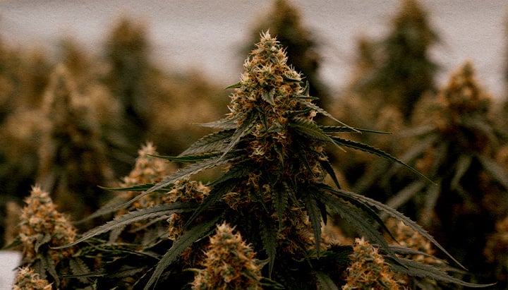 Close up of the hybrid Gaia F1