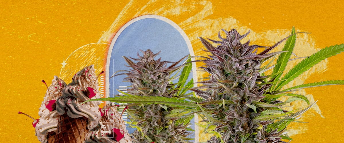 Gelato Strain Appearance and Grow Information An illustration of cannabis buds with an ice cream cone and a blue arch, set against a yellow background, exploring the appearance and grow information of the Gelato strain.