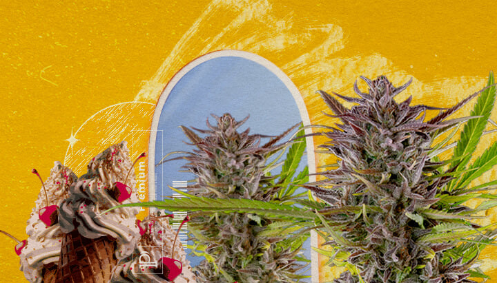 Gelato Strain Appearance and Grow Information An illustration of cannabis buds with an ice cream cone and a blue arch, set against a yellow background, exploring the appearance and grow information of the Gelato strain.