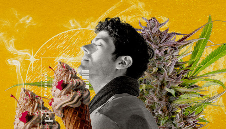 Gelato Strain Flavour and Aroma Profile An illustration of a man with closed eyes inhaling smoke, surrounded by a cannabis bud and two ice cream cones with cherries, set against a vibrant yellow background with abstract smoke effects, visually exploring the flavour and aroma profile of the Gelato strain cannabis..