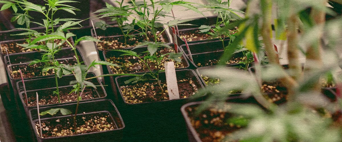 Genotype vs Phenotype: Cannabis Plants in Pots Cannabis plants in black pots with soil, showing genetic traits for genotype vs phenotype comparison, ideal for cannabis cultivation education.