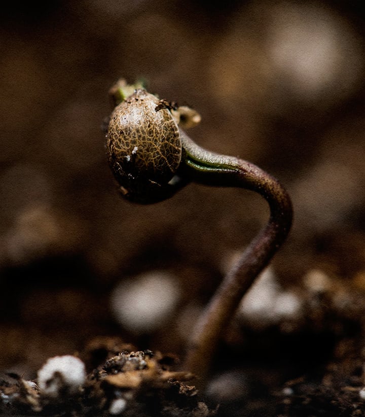 Germinating Wedding Cake Seeds Close-up of a Wedding Cake cannabis seed sprouting in soil under warm, humid conditions around 22–25 °C.