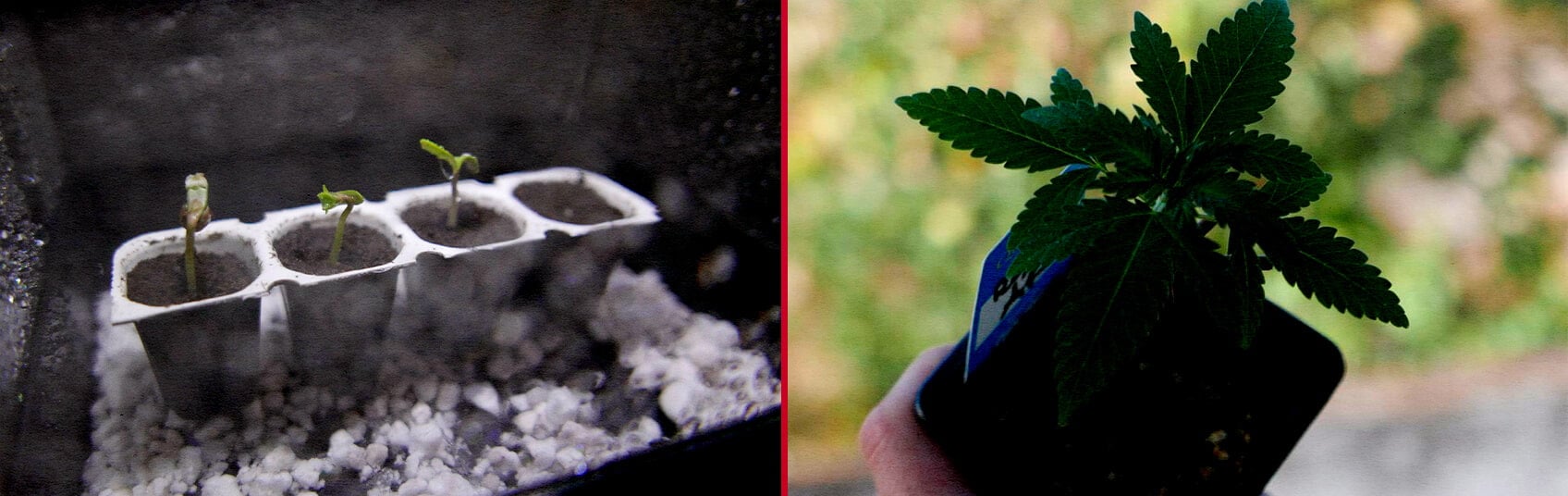 An illustration of Royal AK seeds soaking in water with a sprouting seedling, featuring a green background, showcasing the germination process for the Royal AK cannabis strain.