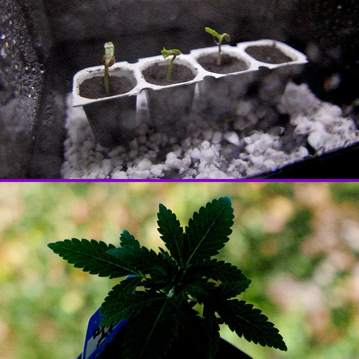 An illustration of Royal AK seeds soaking in water with a sprouting seedling, featuring a green background, showcasing the germination process for the Royal AK cannabis strain.