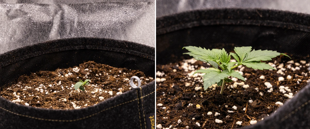 Granddaddy Purple Auto Week 1: Seedling Stage Granddaddy Purple Auto cannabis seedling during week 1, showing early growth in an 11 L fabric pot after direct sowing, with cotyledons open and first true leaves developing.
