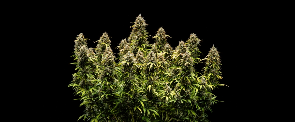 Granddaddy Purple Auto Week 11: Ready for Harvest Granddaddy Purple Auto cannabis plant during week 11, showing rock-hard trichome-covered buds, fruity mature colas, deep autumn yellow leaves, and flowers ready for harvest.