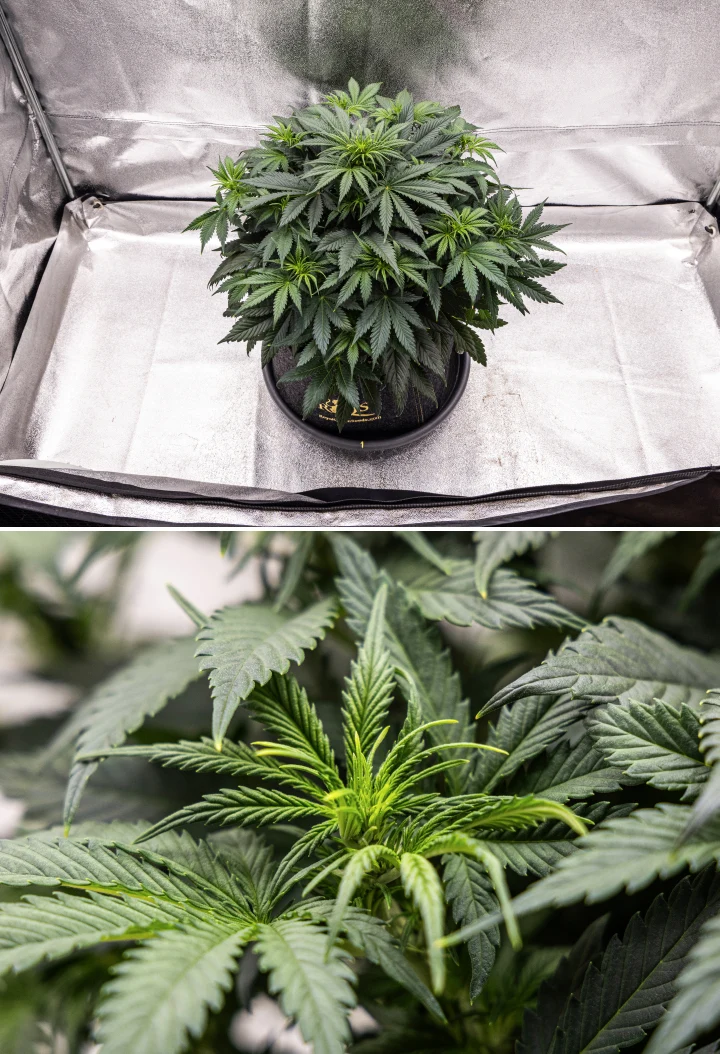 Granddaddy Purple Auto Week 5: Flowering Begins Granddaddy Purple Auto cannabis plant during week 5, showing the start of flowering, dense dark green foliage, developing bud sites, and new flower growth along the branches.
